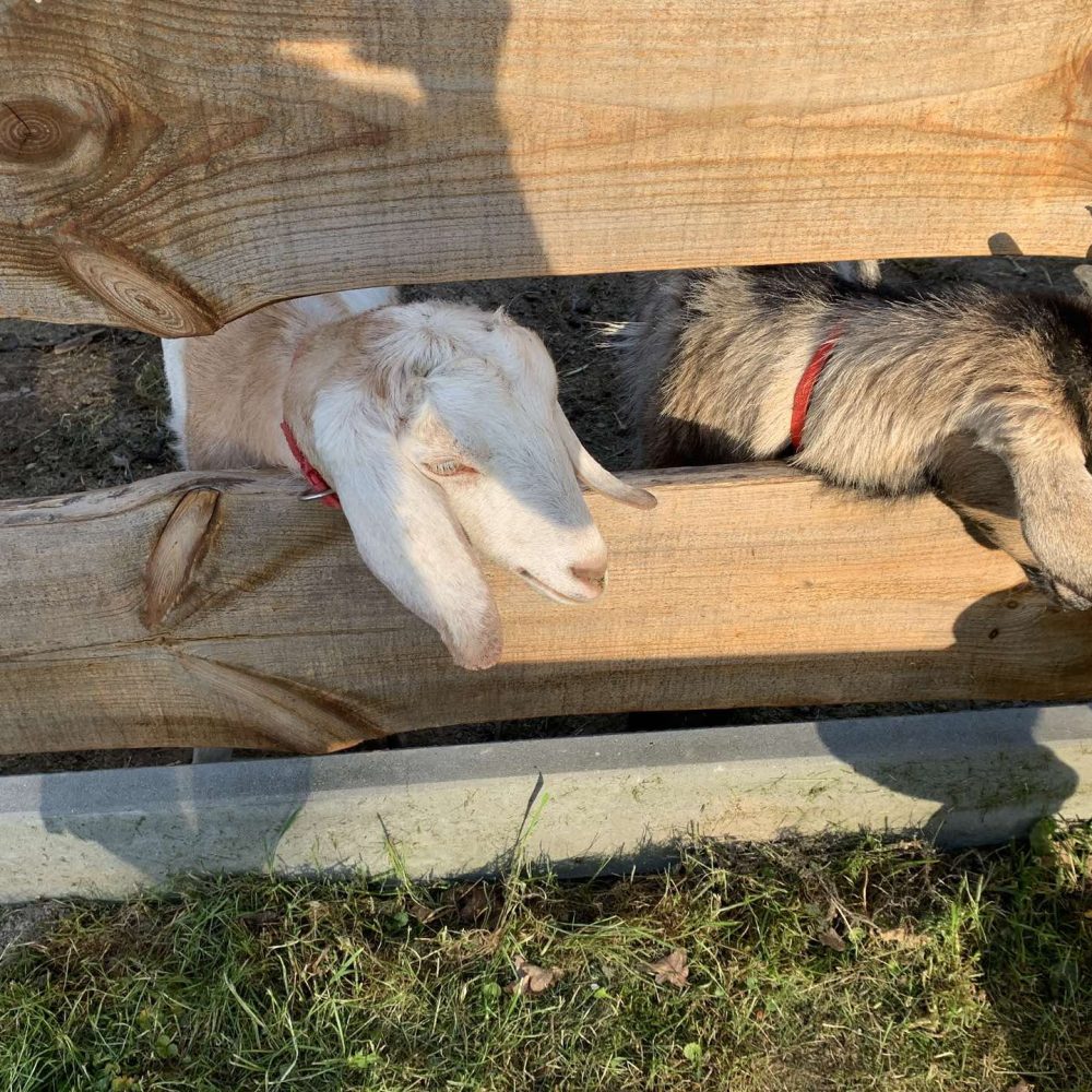 494817132_1303048304730613_2000109779404395785_n