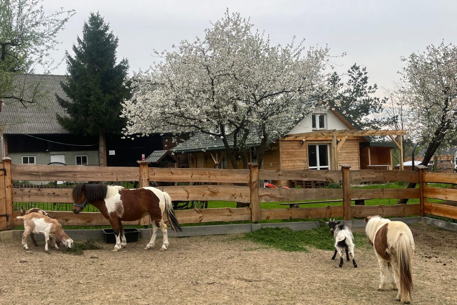 Zdjęcie WhatsApp 2025-05-21 o 14.13.27_fb0583bf