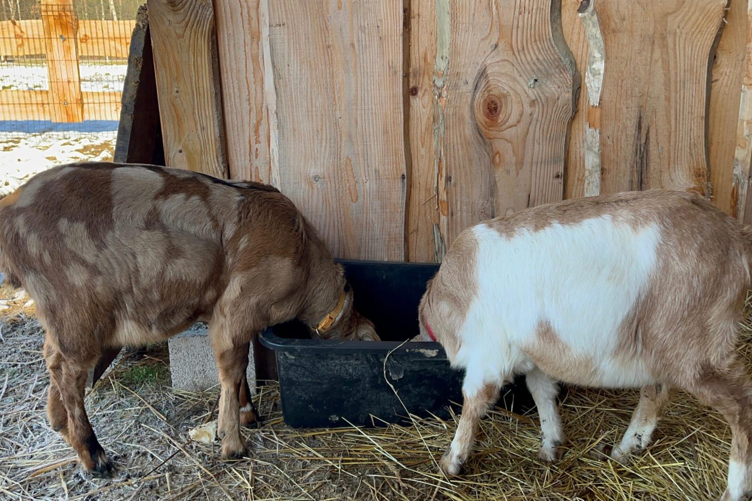 Zdjęcie WhatsApp 2025-05-22 o 12.13.29_ba9a011d